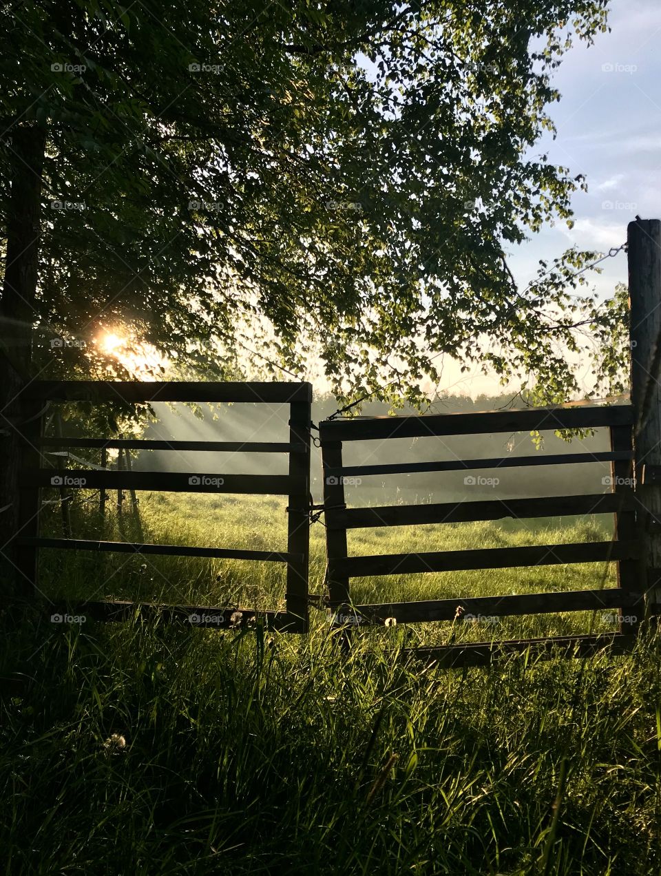 Evening sun in the countryside.