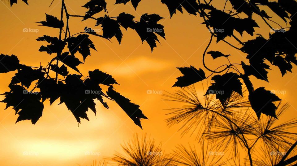 Leaves in silhouette sunset