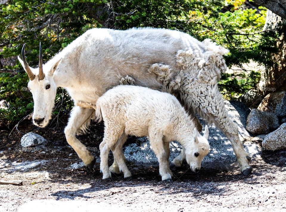 Mother and baby mountain goats in The Enchantments, Central Cascades. 