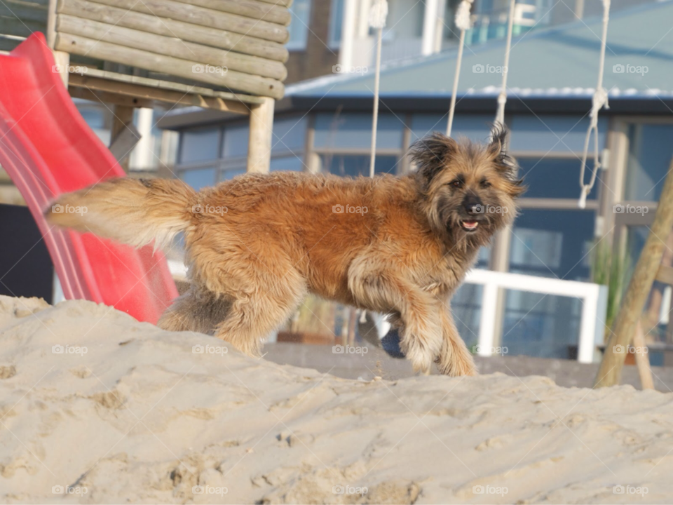 play dog beach fun by KathOnEarth