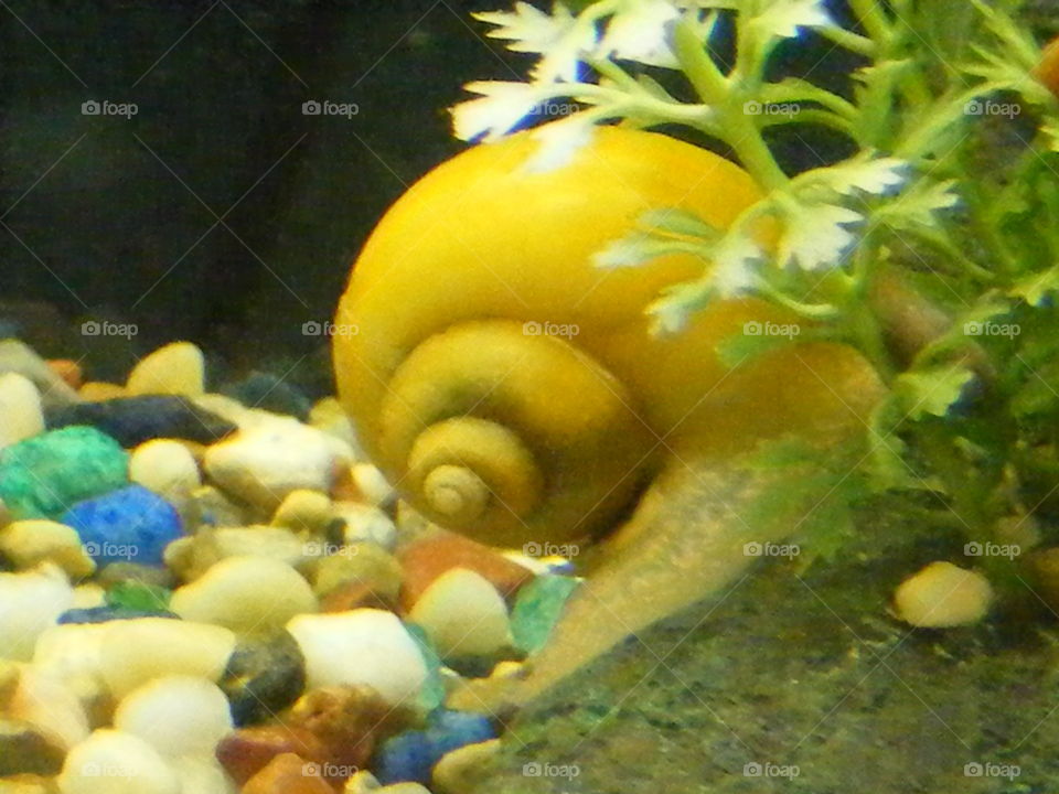 Snail in a fish tank