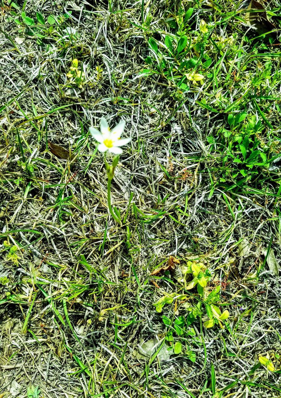 There was something simplistic but beautiful when I took this picture because it was the first warm day of spring and the only thing blossoming in the yard. Technically a weed but I think it's acute white flower.
