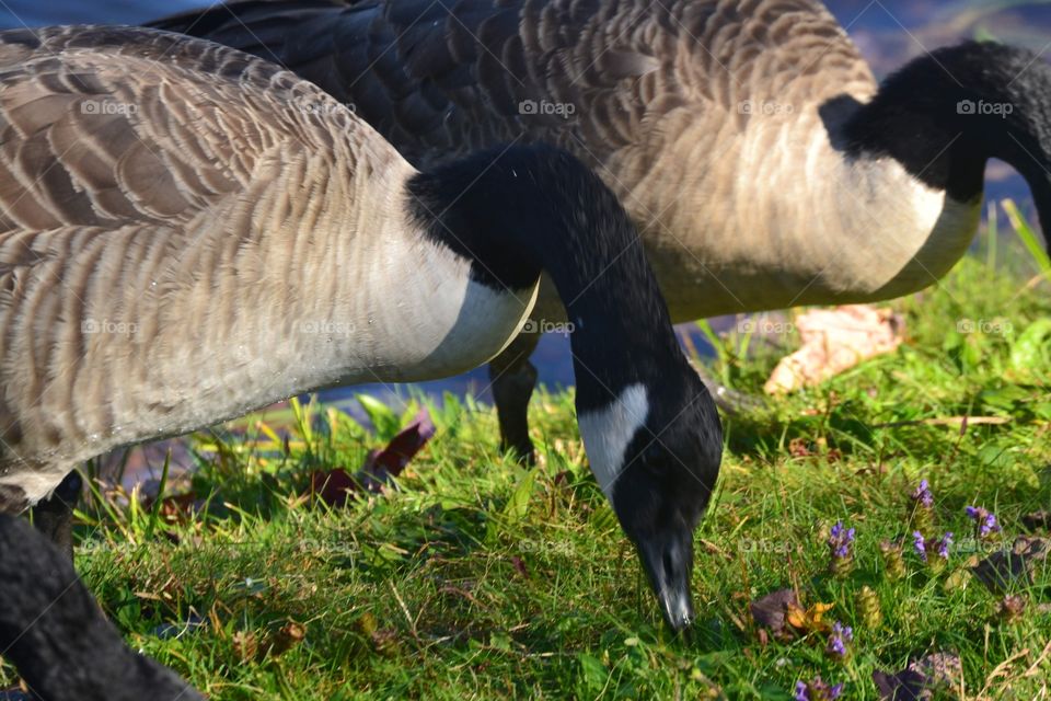 A cute geese close up shot