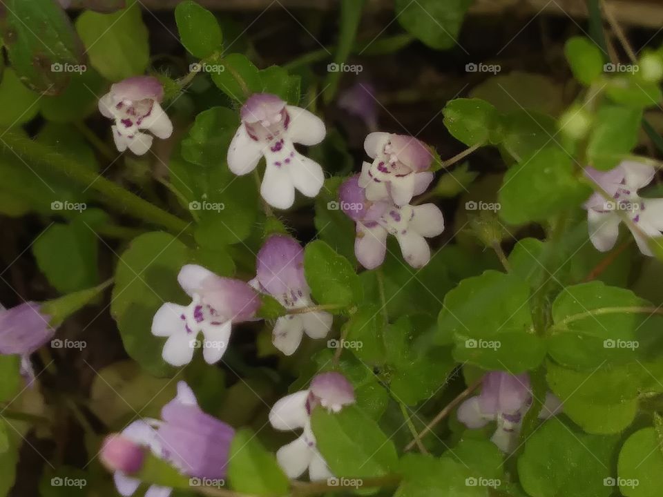 this is a close-up of some beautiful delicate flowers that are purple on the outside of their petals but white on the inside of the petals with black and yellow centers