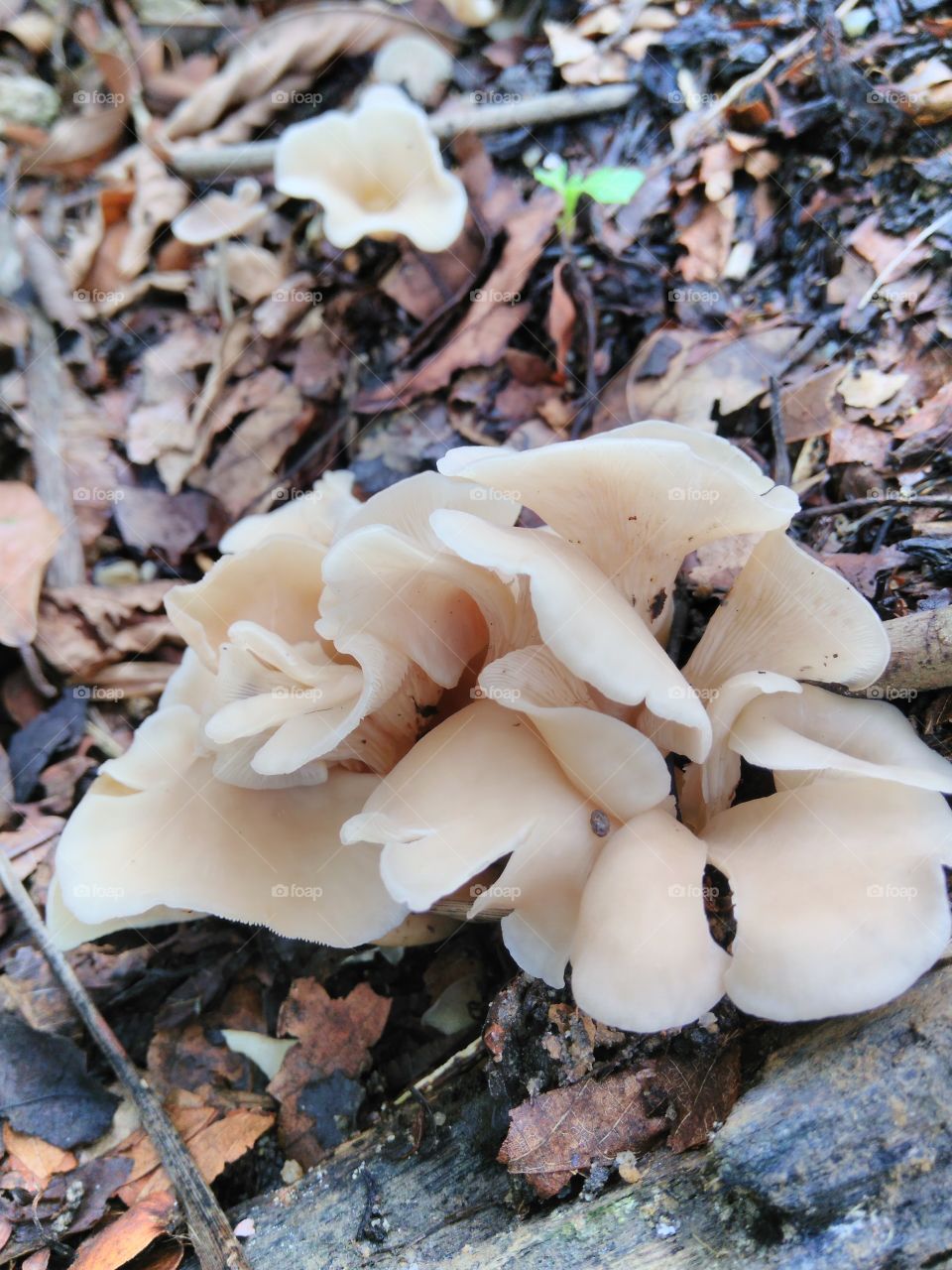 Wild mushroom #1