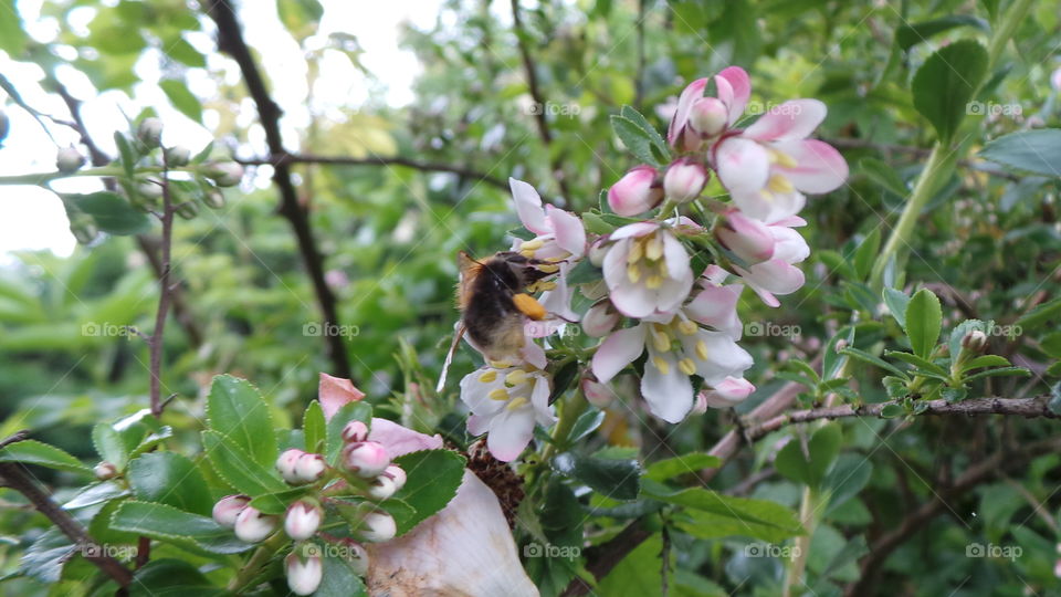 a bee on pink wild flowers collecting nectar pollen
