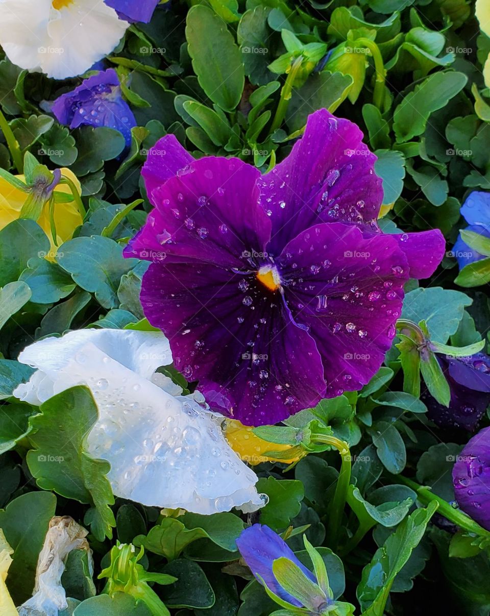 Purple Flower in Morning Dew