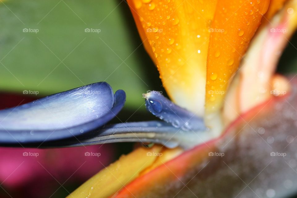 Macro of Bird of Paradise's Bloom