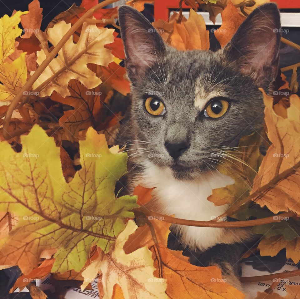 Fall kitty