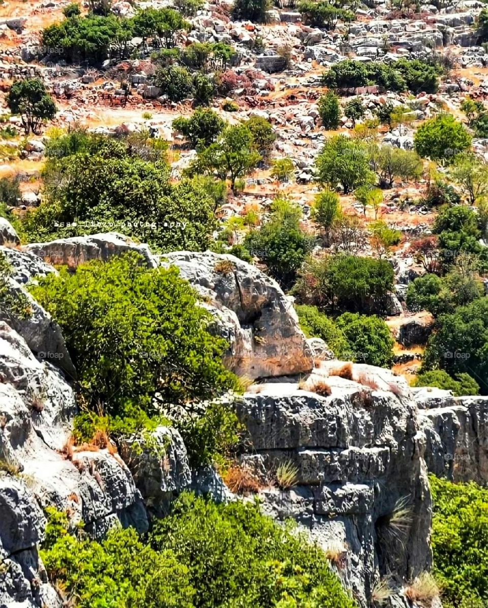 nature in northern Jordan