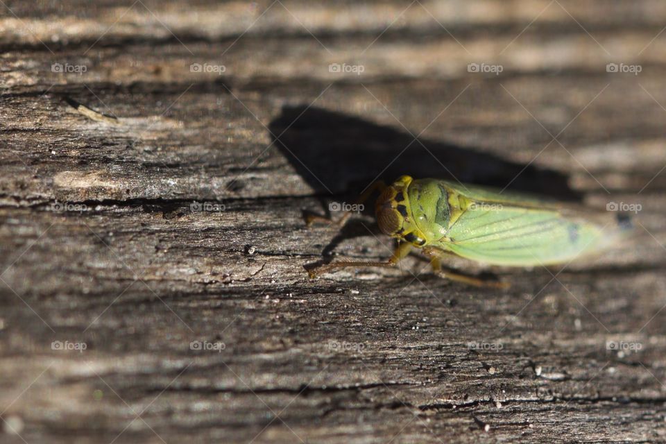 Directly above shot of leafhopper on wood