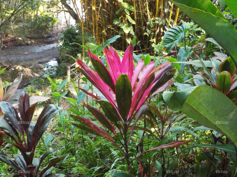 Botanical gardens in Hilo Hawaii