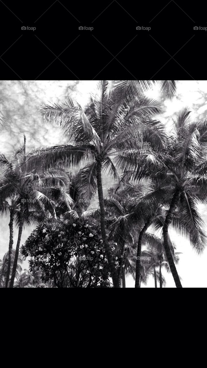 trees palm trees by gingersleetsnow