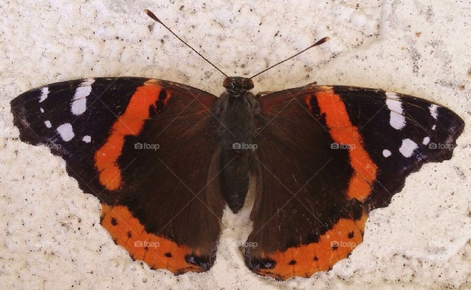 black orange butterfly beautiful by alexsd5