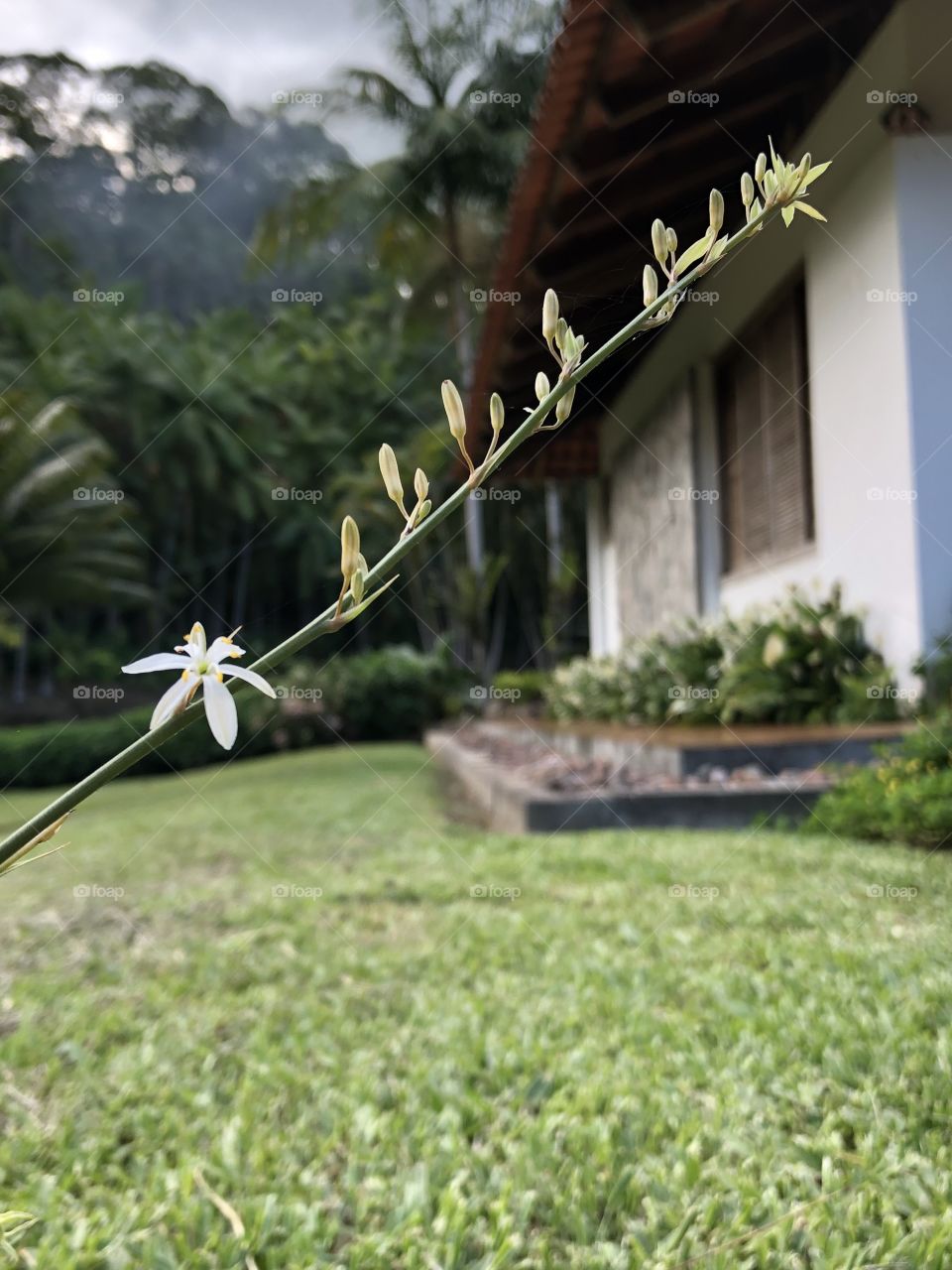 Flor pequena no galho com paisagem de casa atrás