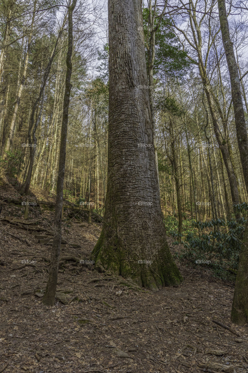 Capture of lower sections Gennett Poplar tree at bear creek trail Ellijay GA