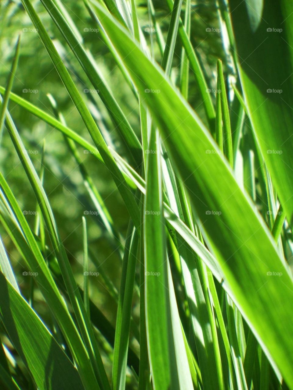 Closeup of green blades of grass in the sunlight.