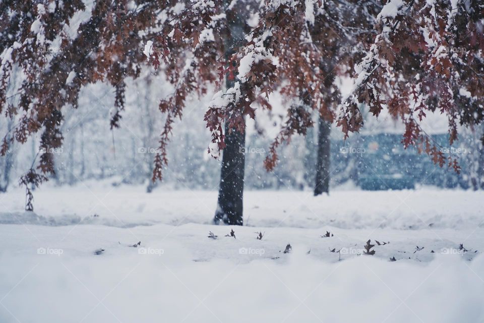 trees on the snow background 