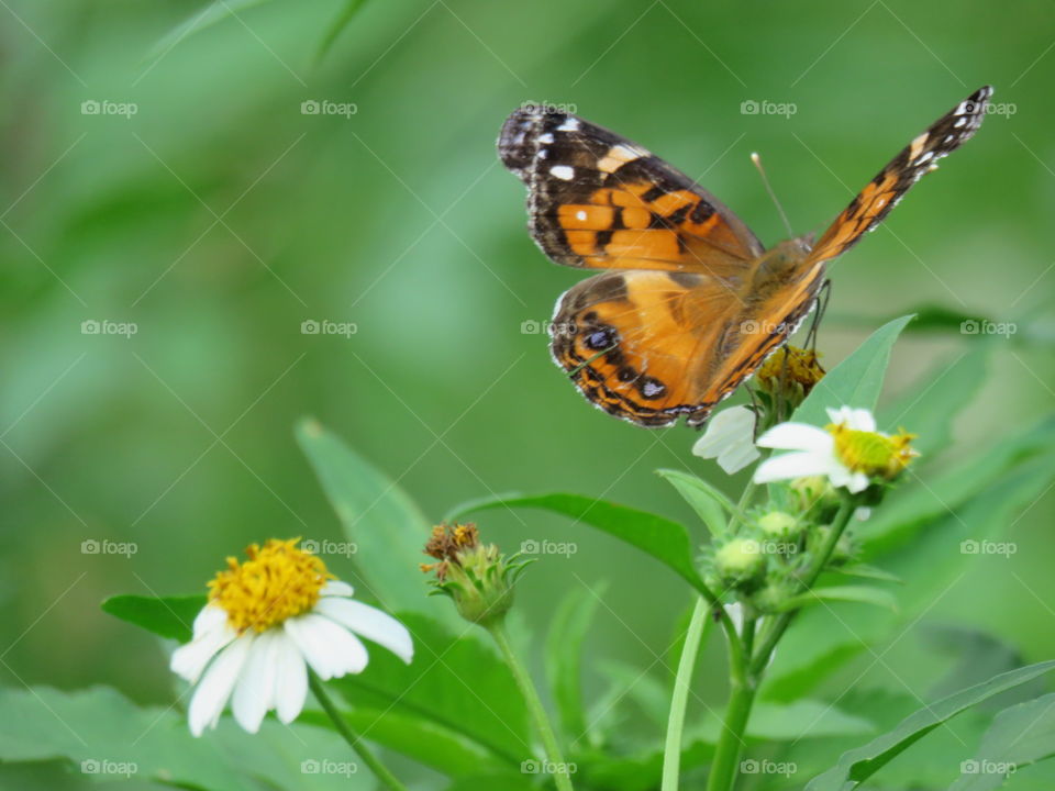 Wildflower and butterfly
