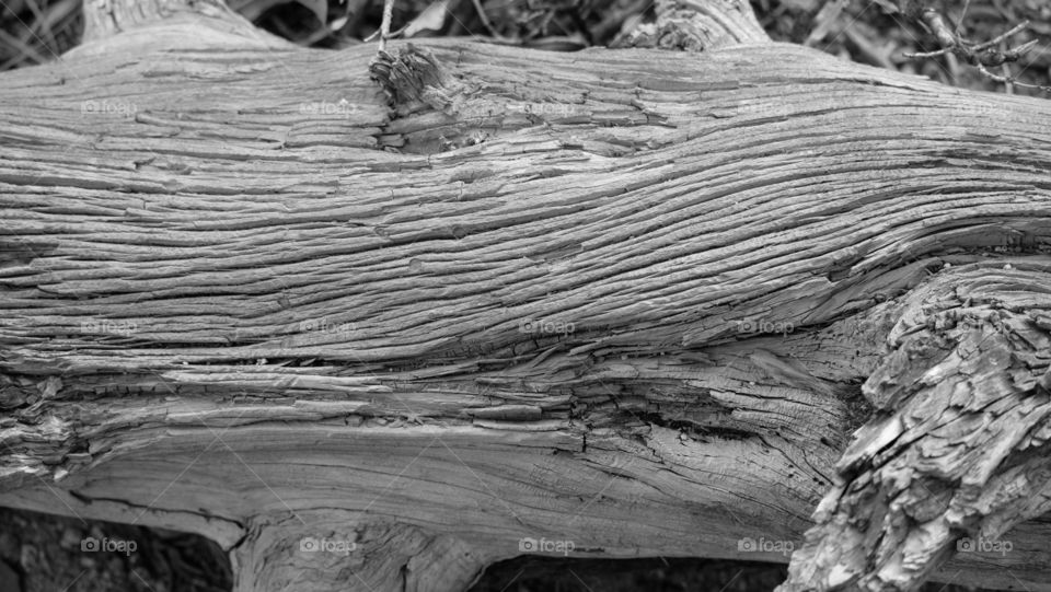 Natural Texture in Black and White