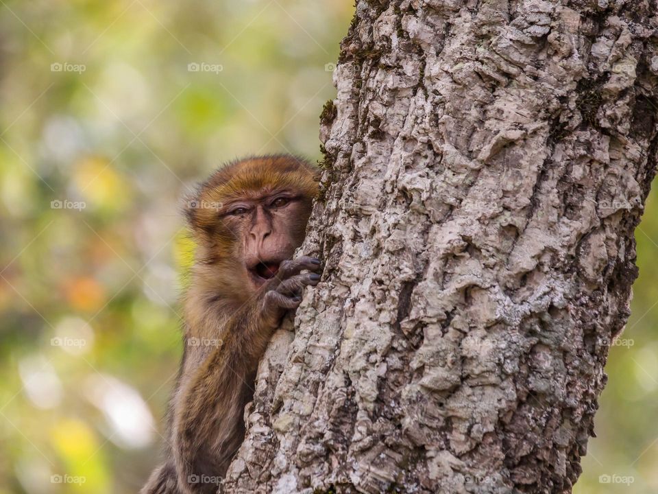 Monkey close-up portrait on a tree in a forest