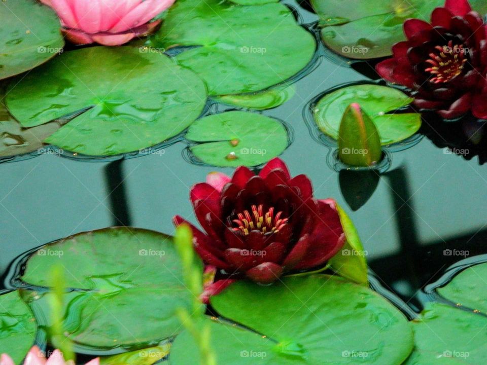 Lilypad