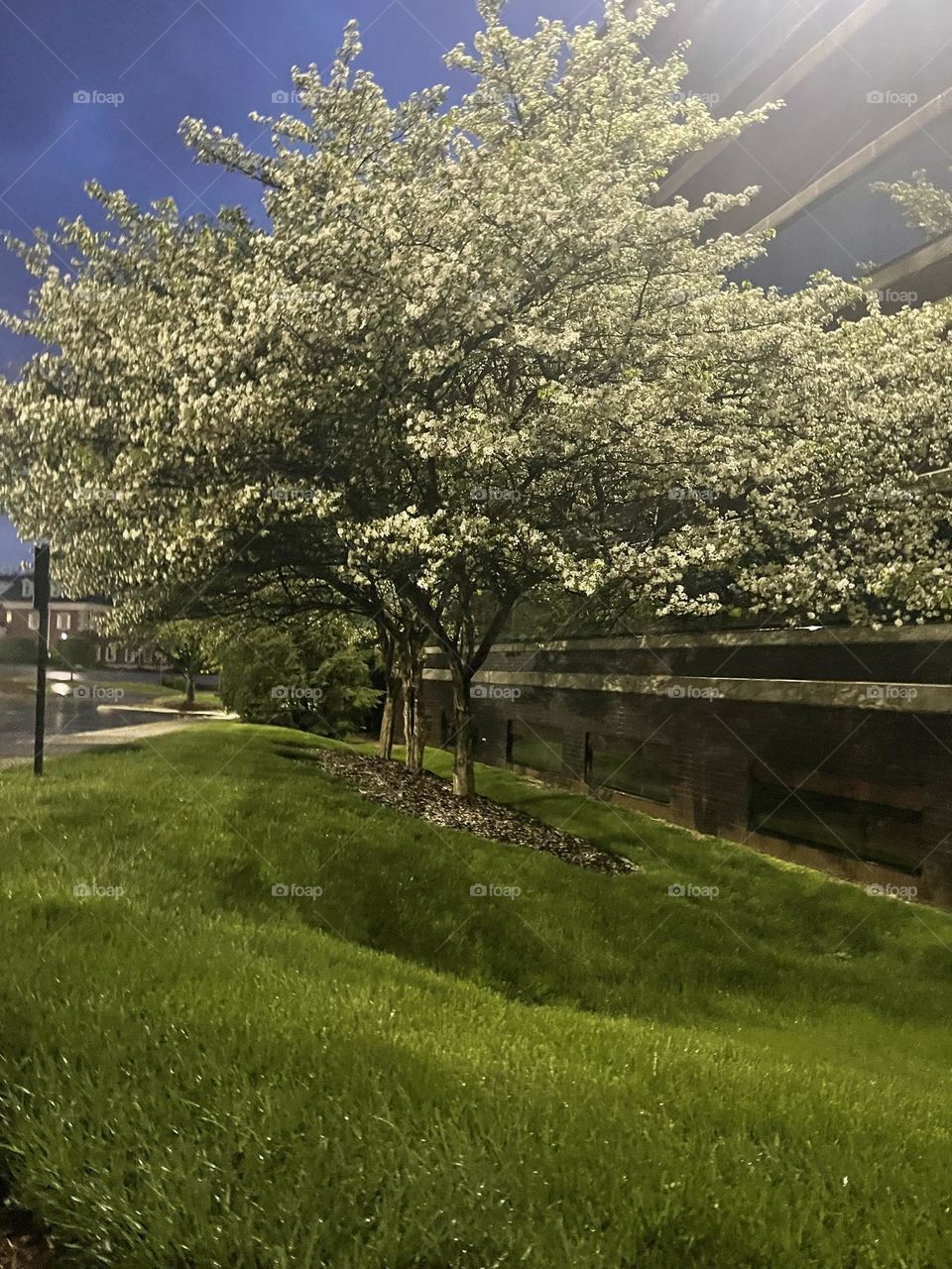 Beautiful Morning Trees And Grass. Pleasing spring View. 