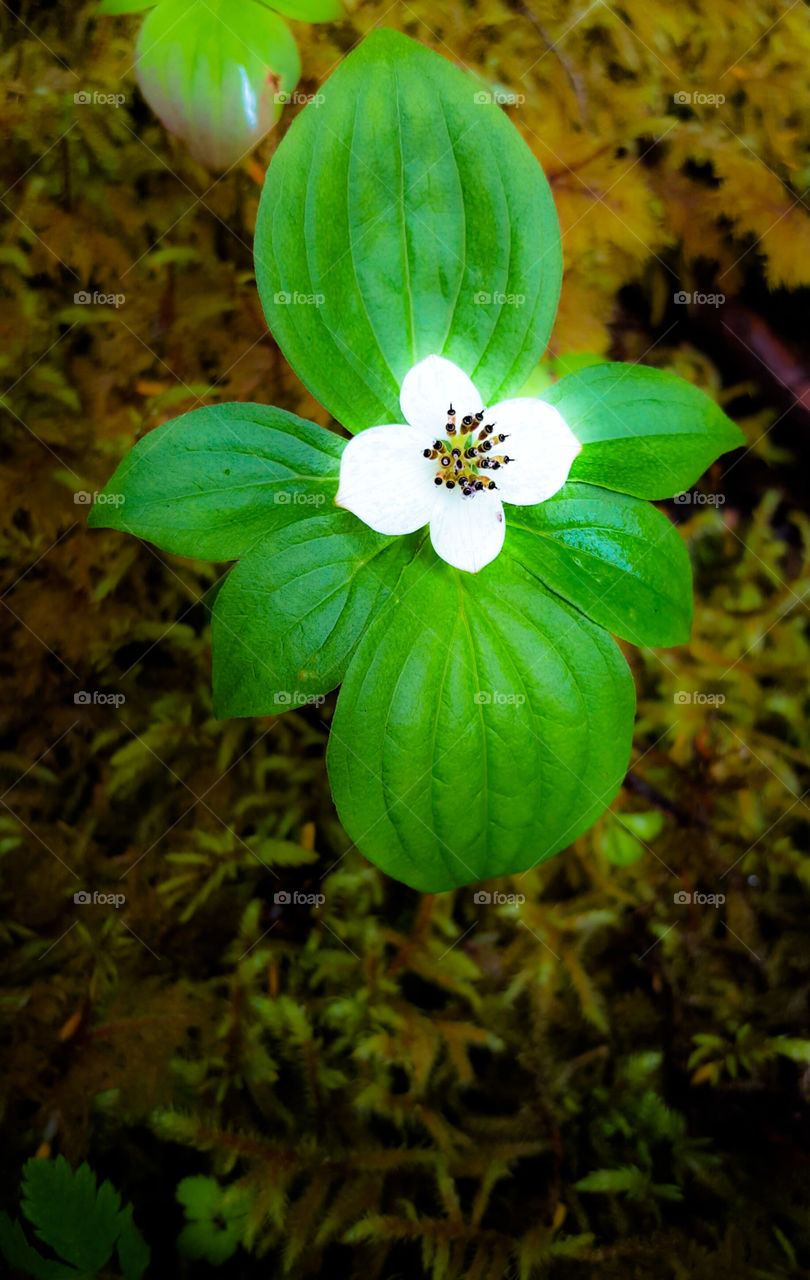 Leaf, No Person, Food, Flower, Nature