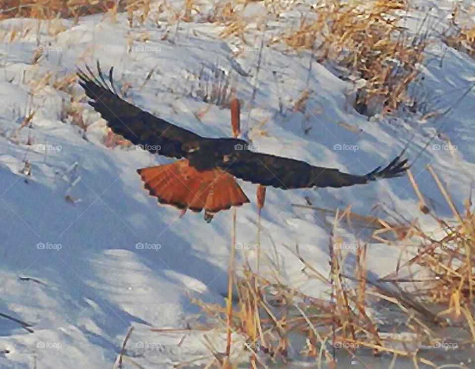 red tailed hawk in winter