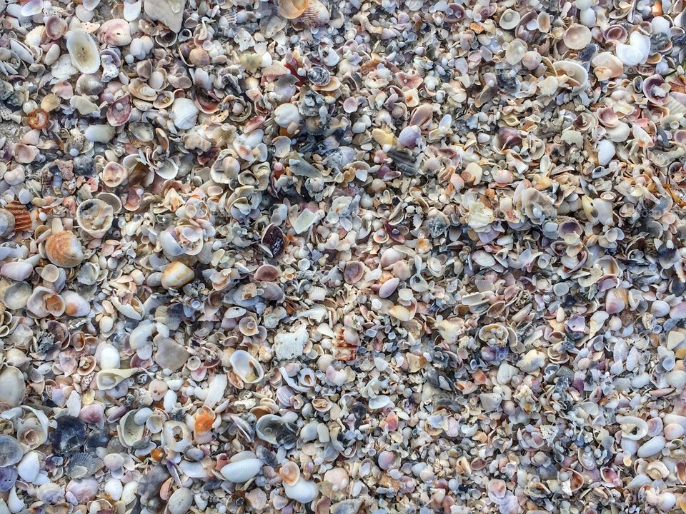 Clearwater seashells on the shore. 