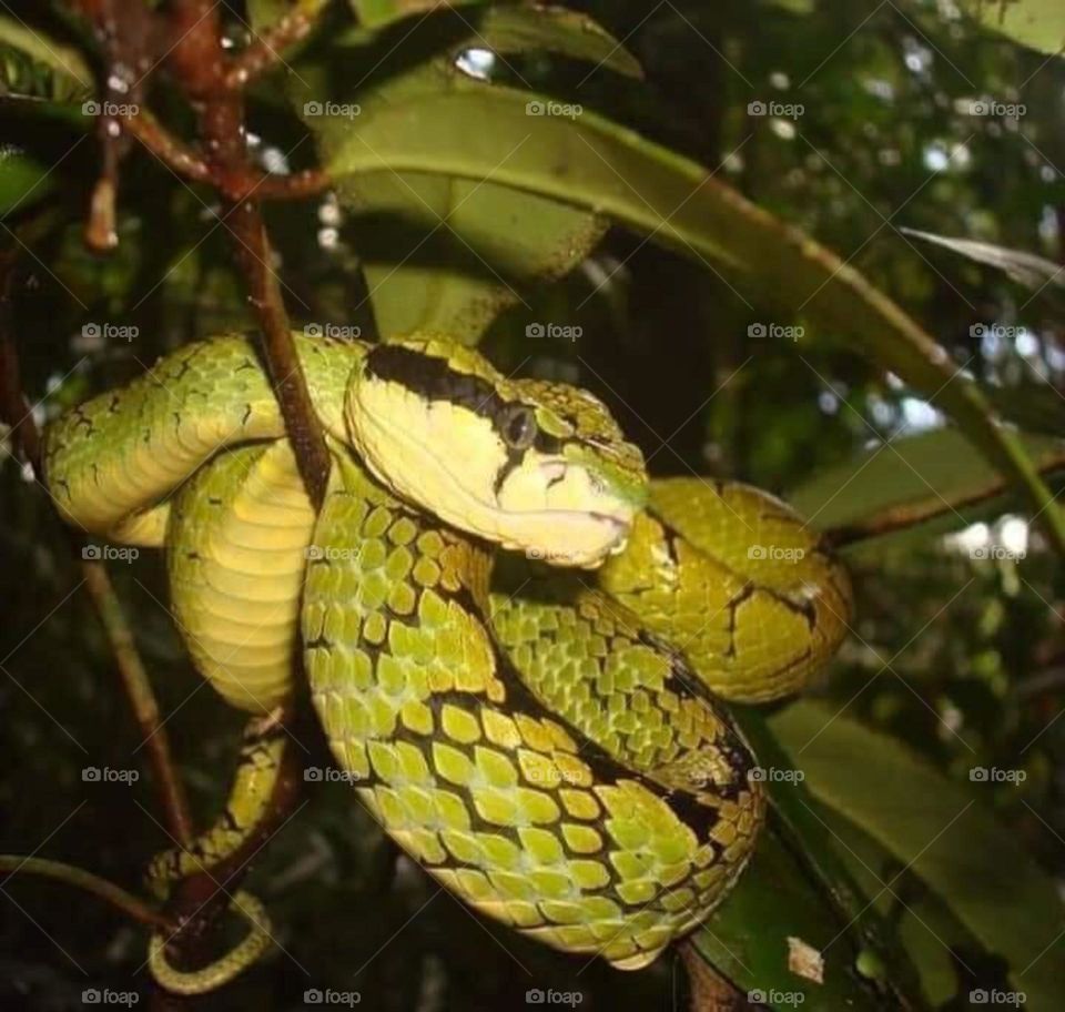 It's a scary surprise to see one over your head