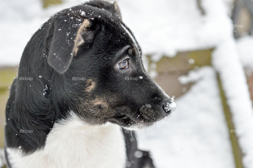 Young terrier mix puppy profile outdoors with snow on his nose