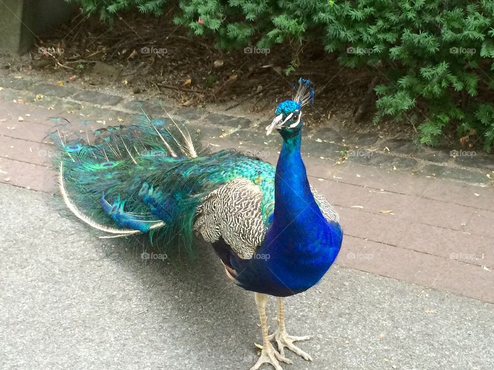 Peacock