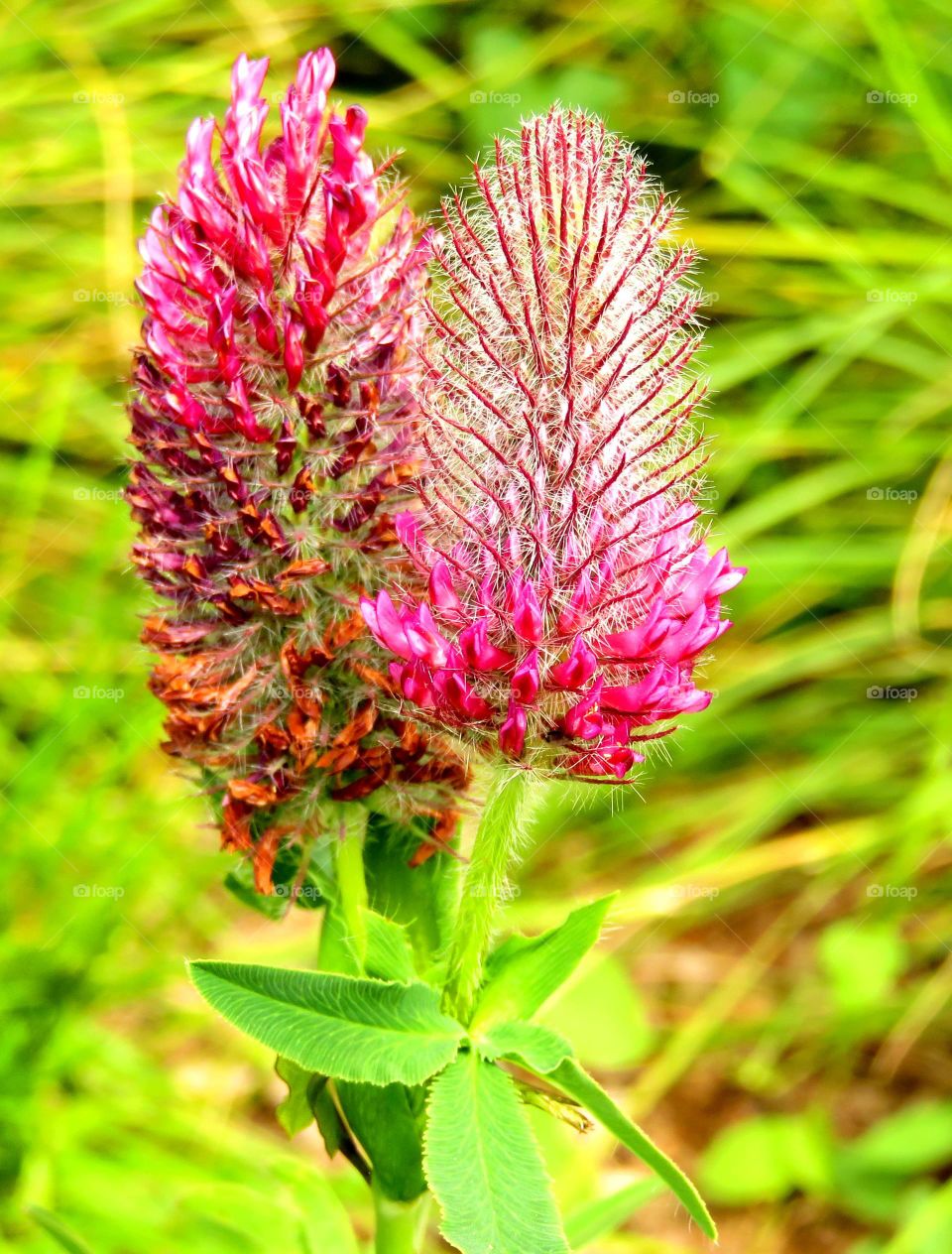 colorful plant