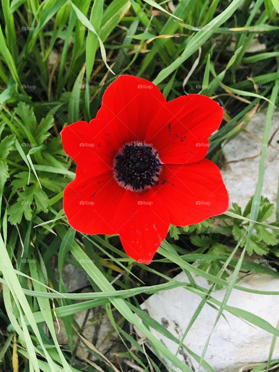 I found this beautiful flower at the forest of my town.