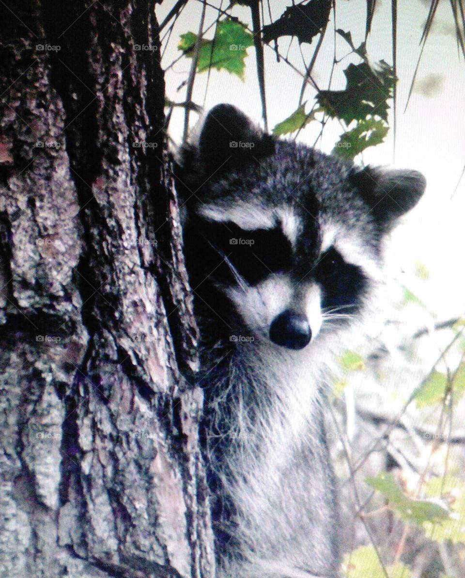Raccoon in nature.