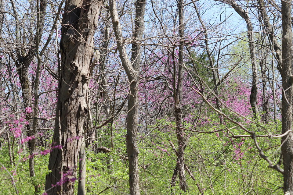 trees blooming in spring