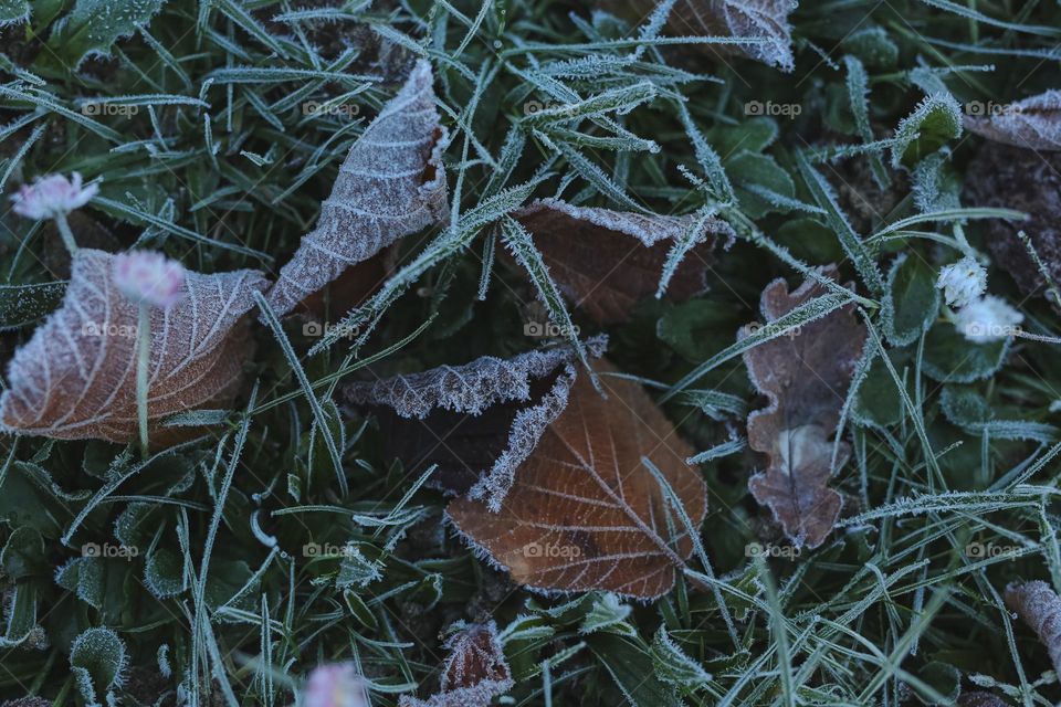 Frosty Marvels, nature’s icy Artistry 