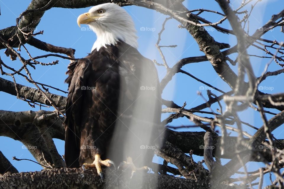 Beautiful eagle 