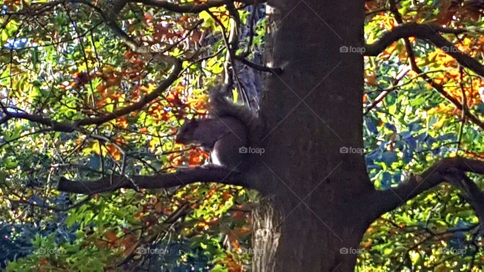 Squirrel in autumn