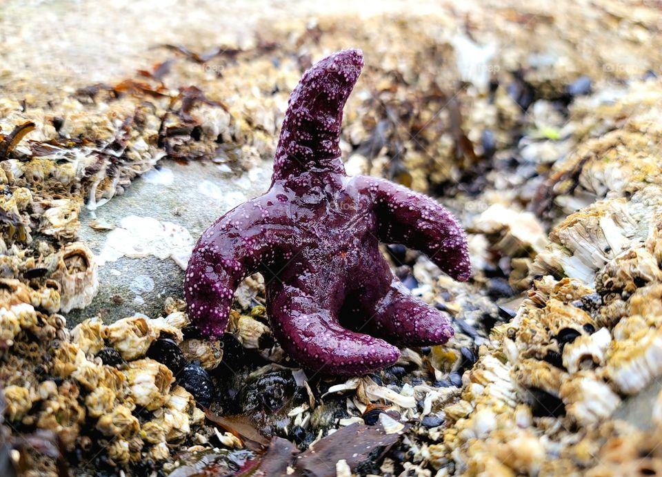 cool dude starfish