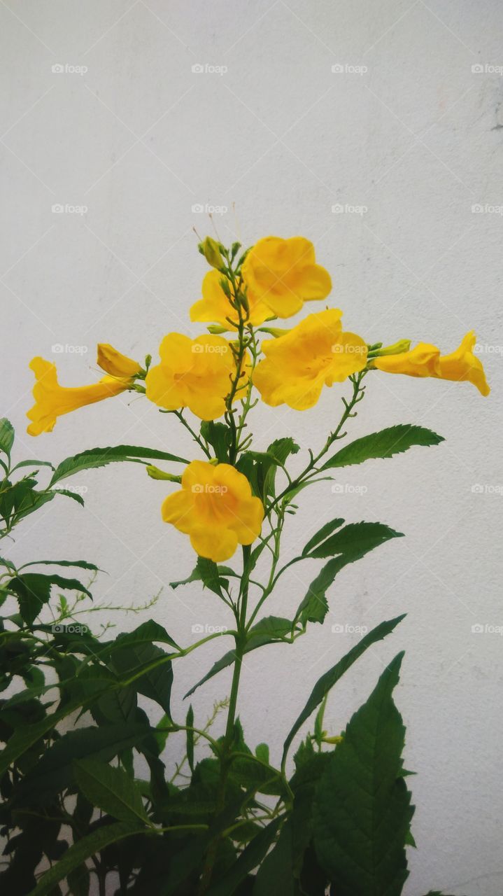 Beautiful yellow flowers in the garden