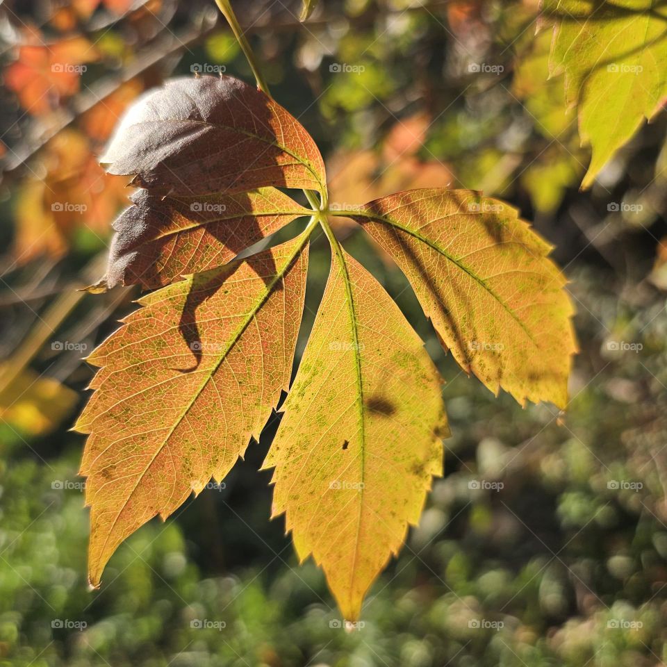 In the colors of autumn