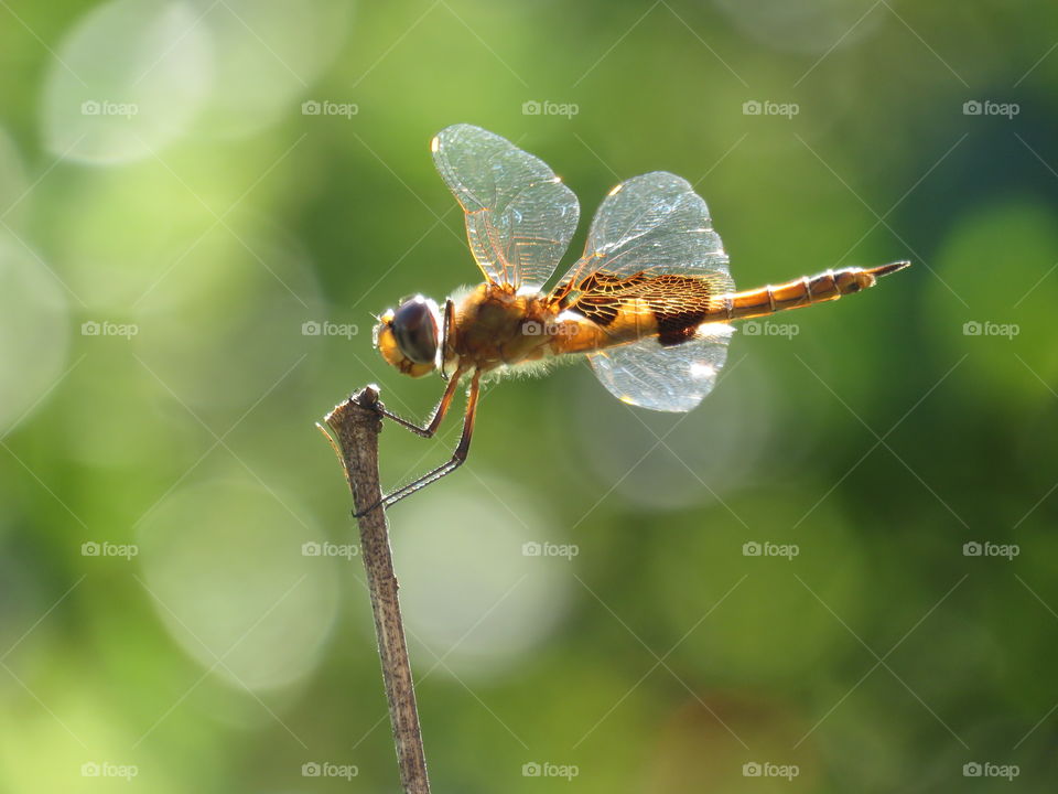 Saddlebags dragonfly