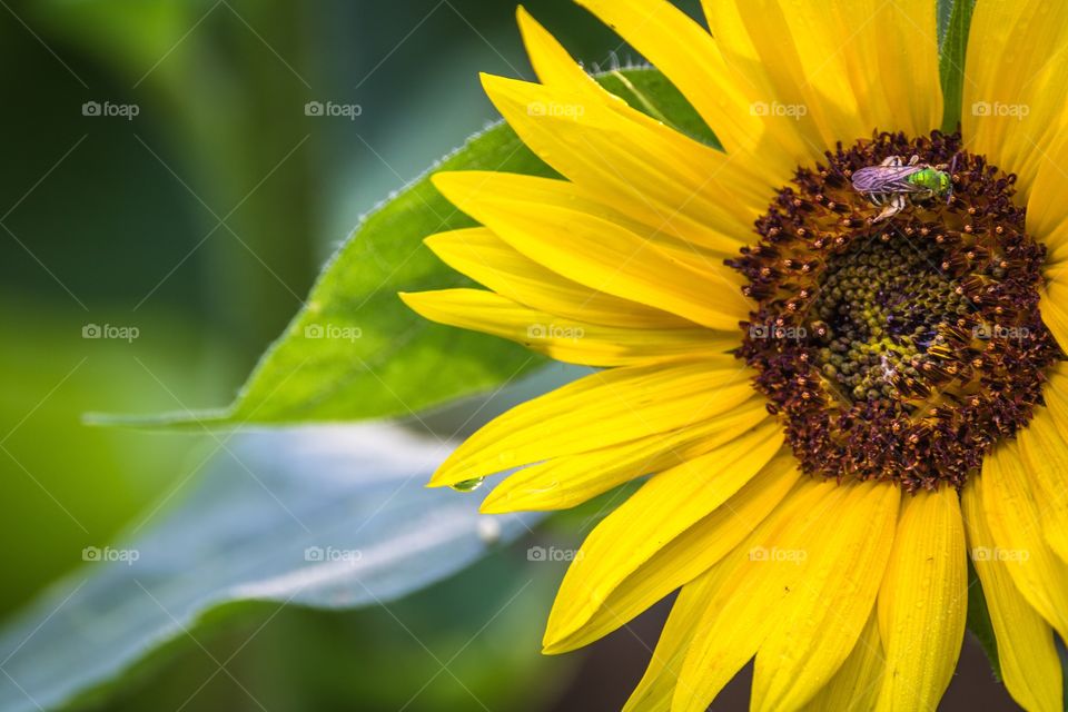 Horizontal closeup photo of a bright yellow sunflower and green leaves with a metallic green bee pollinating the flower in its brown center