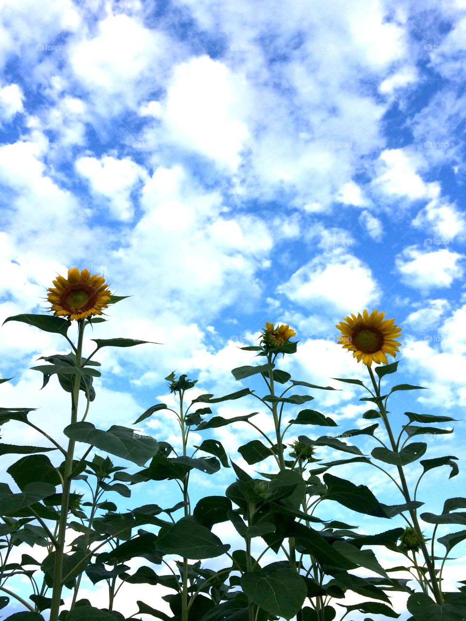 Sunflower trio