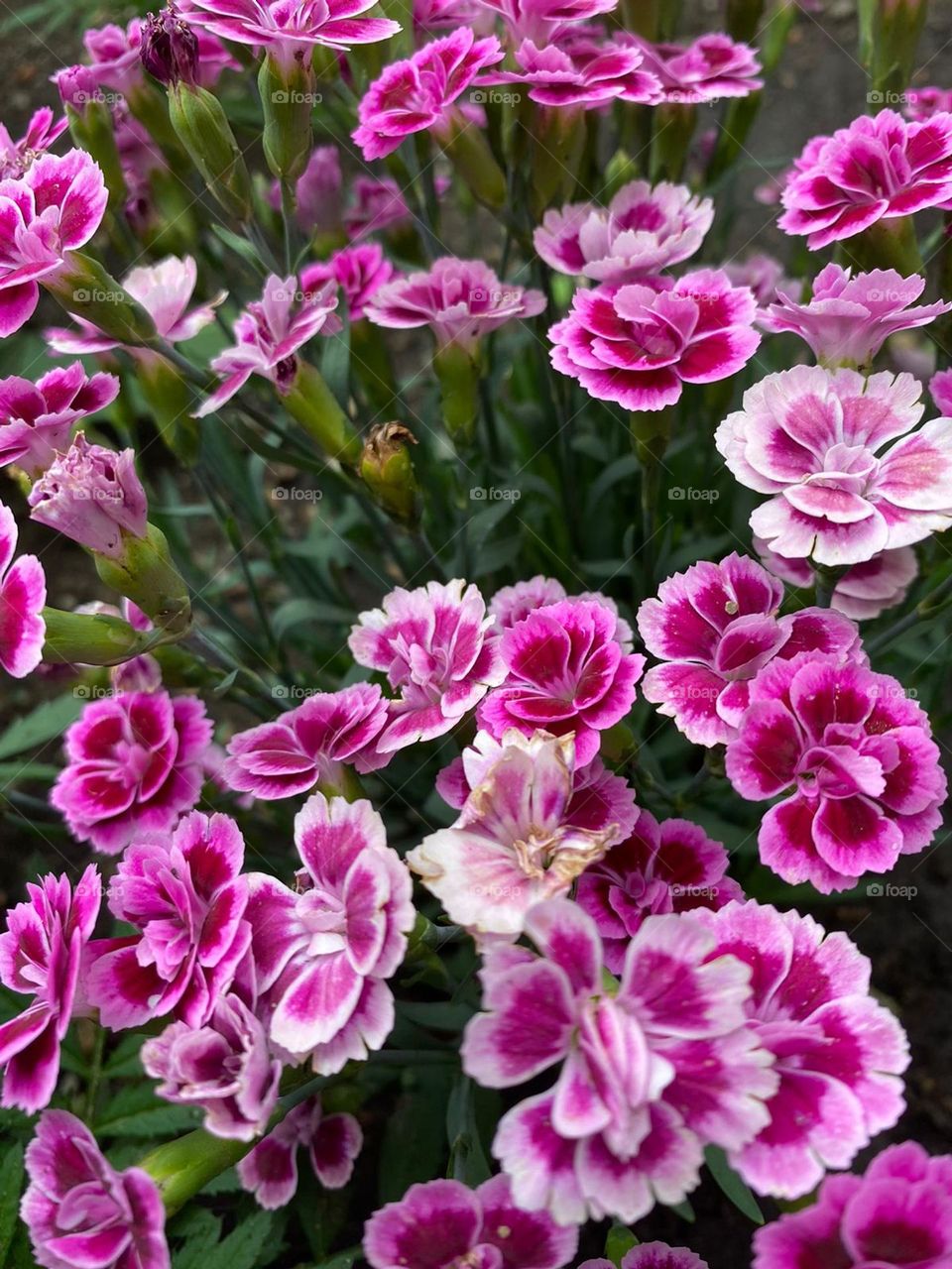 delicate spring flowers on a sunny day