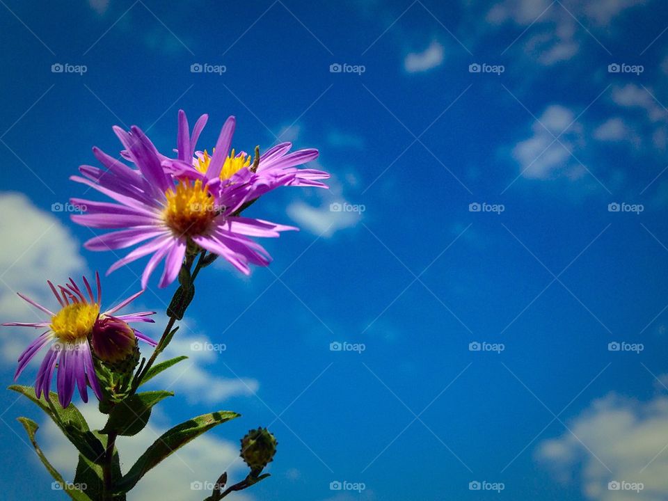 Fall Oklahoma flower