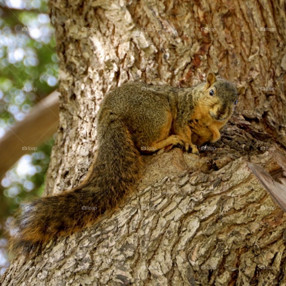 Squirrel in a tree looking like it just got caught doing something wrong. Costa Mesa, California. 