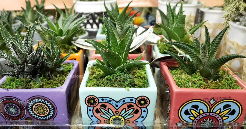 decorative containers of succulents.